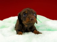 dachshund044 dachshund044
