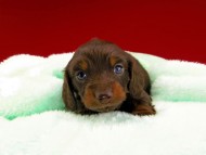 dachshund045 dachshund045