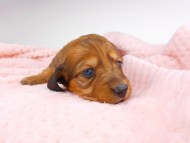 dachshund046