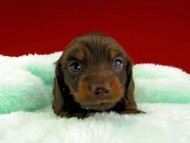 dachshund046