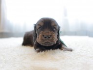 dachshund047 dachshund047