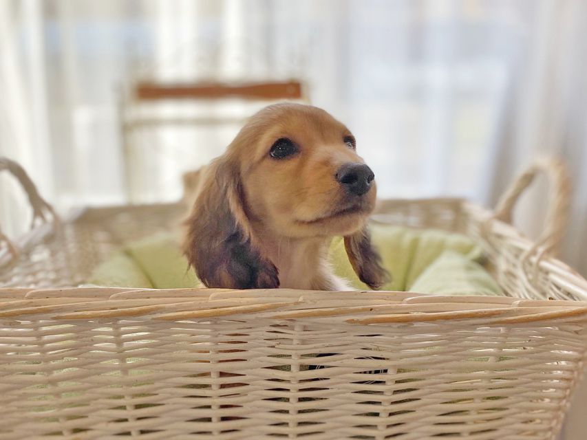 カニンヘンダックスフンド わかば & 竹千代の子犬 レッド 男の子