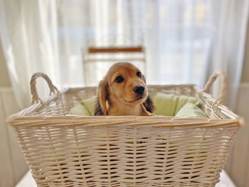 カニンヘンダックスフンド わかば & 竹千代の子犬 レッド 男の子