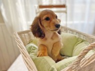 dachshund0503 dachshund0503