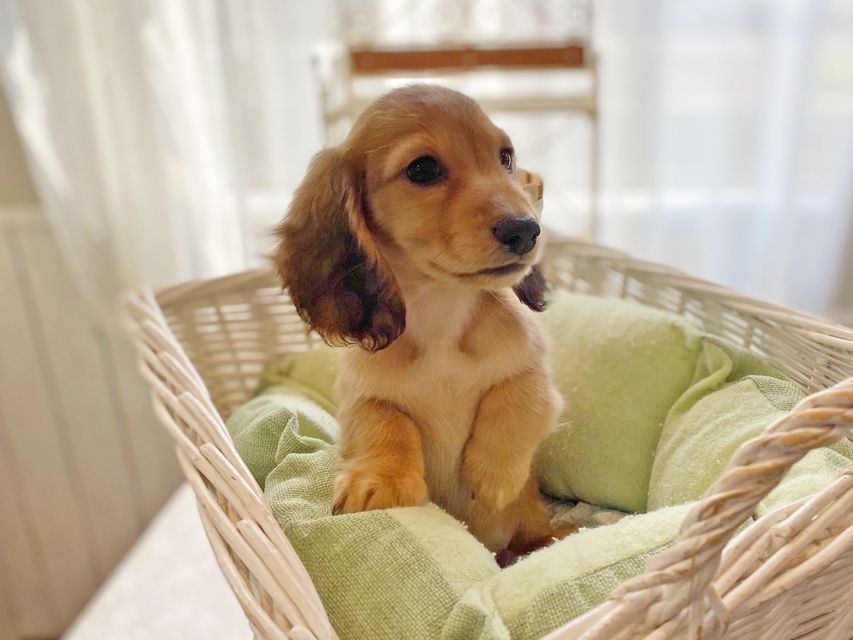 カニンヘンダックスフンド わかば & 竹千代の子犬 レッド 男の子