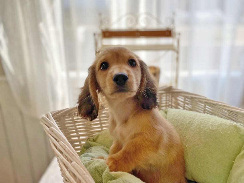 カニンヘンダックスフンド わかば & 竹千代の子犬 レッド 男の子