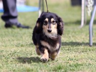 dachshund05
