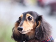 dachshund05 dachshund05