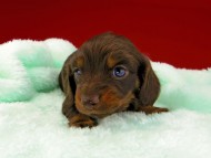 dachshund052