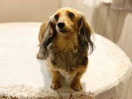 dachshund05