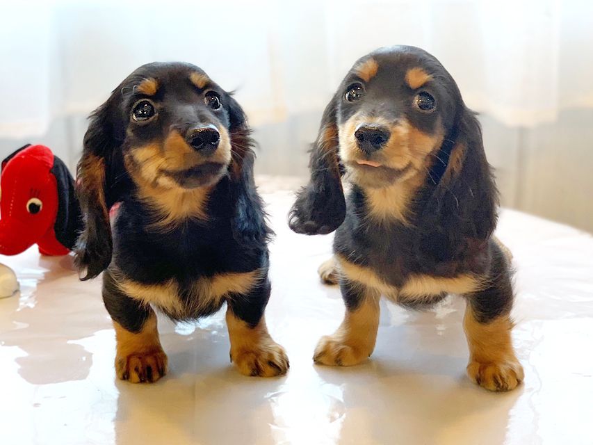 カニンヘンダックスフンド ナンシーcs & ナイトの子犬 ブラックタン 男の子(1)(2)dachshund05 カニンヘンダックスフンド ナンシーcs & ナイトの子犬 ブラックタン 男の子(1)(2)