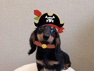 dachshund05 dachshund05