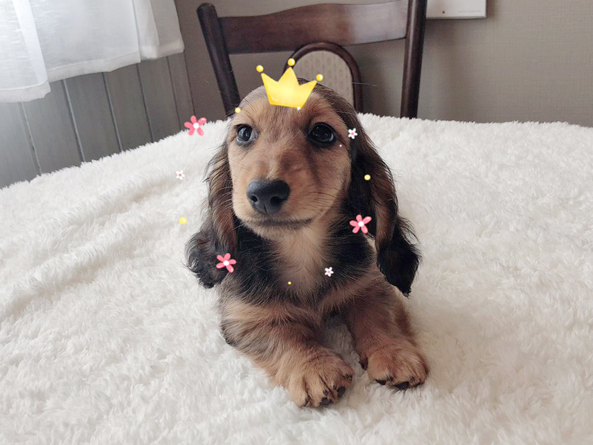 カニンヘンダックスフンド レイcs & ジャンの子犬 レッド 女の子dachshund05 カニンヘンダックスフンド レイcs & ジャンの子犬 レッド 女の子