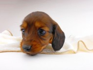 dachshund054