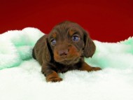 dachshund054 dachshund054