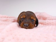 dachshund055