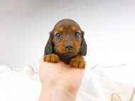 dachshund055