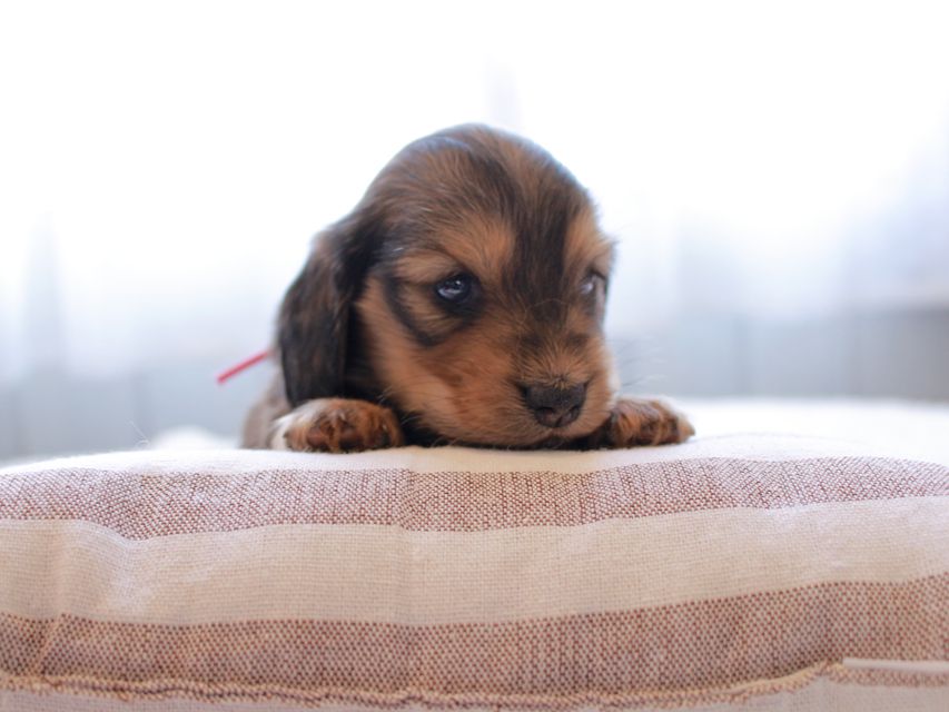 カニンヘンダックスフンド ひなプリhp & オスカルの子犬 イエロー（クリーム） 女の子