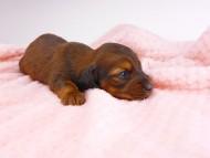 dachshund059
