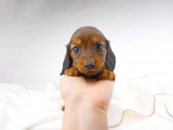 dachshund059