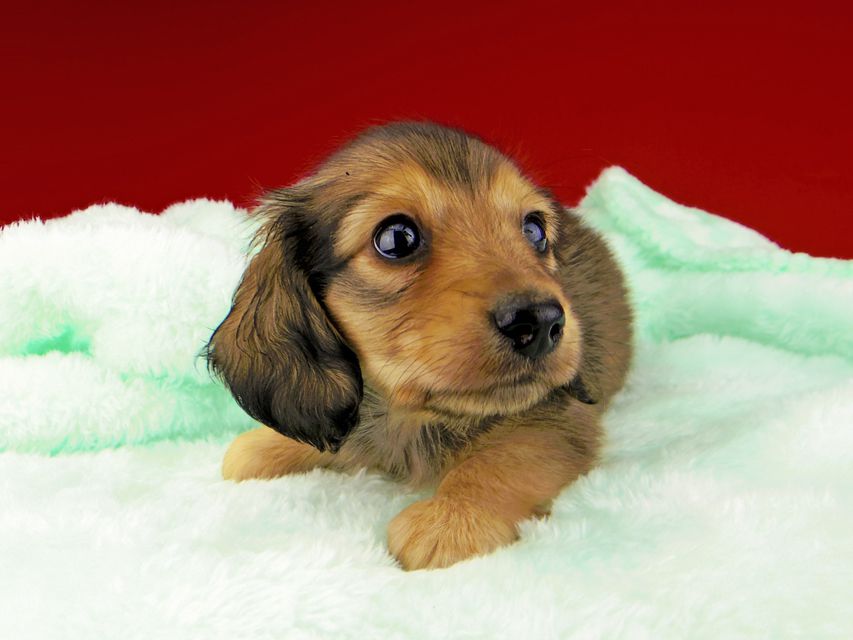 カニンヘンダックスフンド チャーム & スカッシュの子犬 イエロー(クリーム) 男の子dachshund060 カニンヘンダックスフンド チャーム & スカッシュの子犬 イエロー(クリーム) 男の子