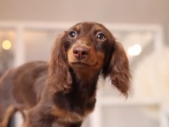 dachshund06