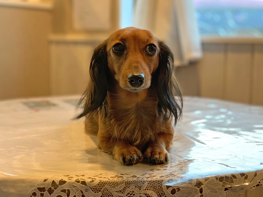 カニンヘンダックスフンド トワ メンバー紹介dachshund06 カニンヘンダックスフンド トワ メンバー紹介dachshund06