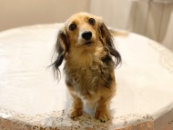 dachshund06 dachshund06