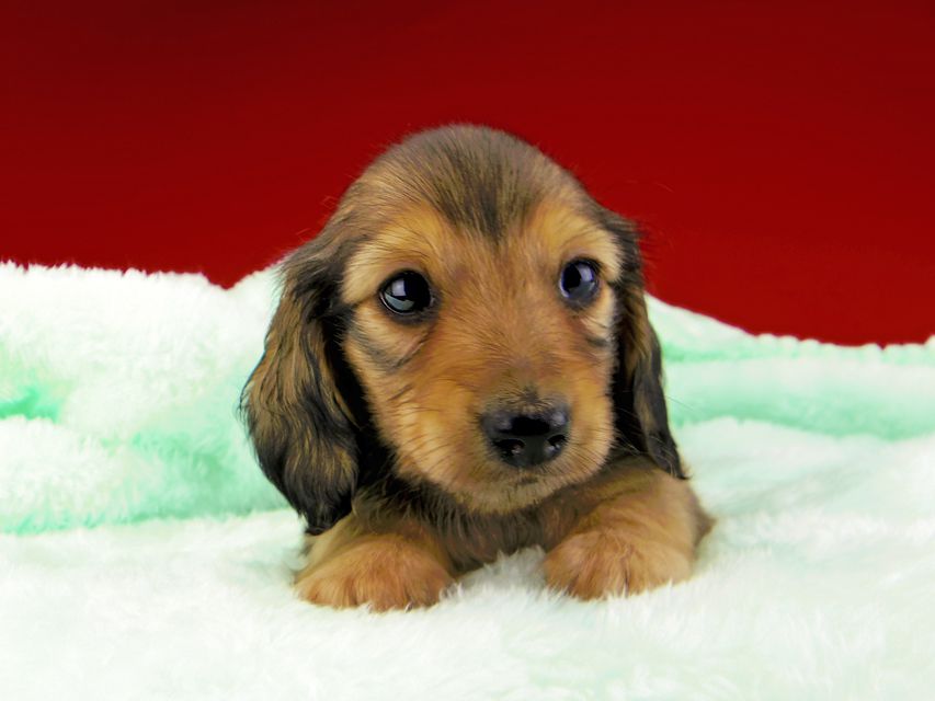 カニンヘンダックスフンド チャーム & スカッシュの子犬 イエロー(クリーム) 男の子dachshund062 カニンヘンダックスフンド チャーム & スカッシュの子犬 イエロー(クリーム) 男の子