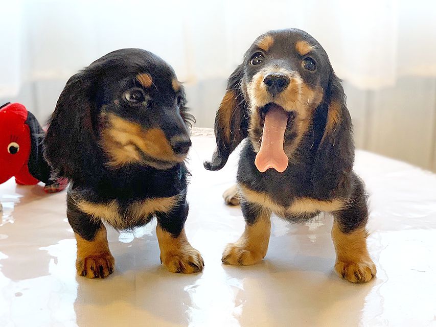 カニンヘンダックスフンド ナンシーcs & ナイトの子犬 ブラックタン 男の子(1)(2)dachshund06 カニンヘンダックスフンド ナンシーcs & ナイトの子犬 ブラックタン 男の子(1)(2)dachshund06
