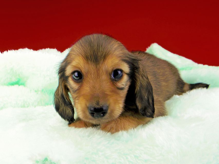 カニンヘンダックスフンド チャーム & スカッシュの子犬 イエロー(クリーム) 男の子dachshund064 カニンヘンダックスフンド チャーム & スカッシュの子犬 イエロー(クリーム) 男の子