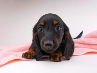 dachshund068