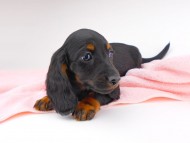 dachshund069