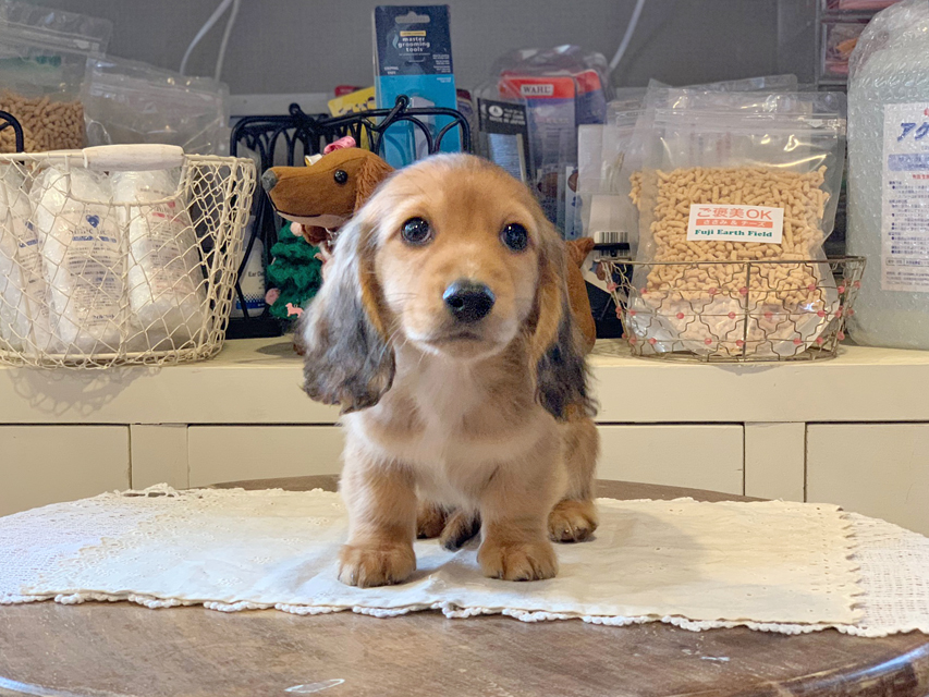 わかば & 竹千代の子犬 レッド 男の子