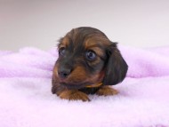 dachshund070 dachshund070