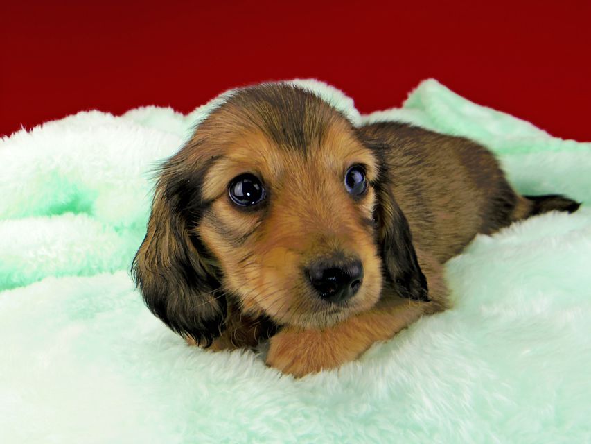 カニンヘンダックスフンド チャーム & スカッシュの子犬 イエロー(クリーム) 男の子dachshund071 カニンヘンダックスフンド チャーム & スカッシュの子犬 イエロー(クリーム) 男の子