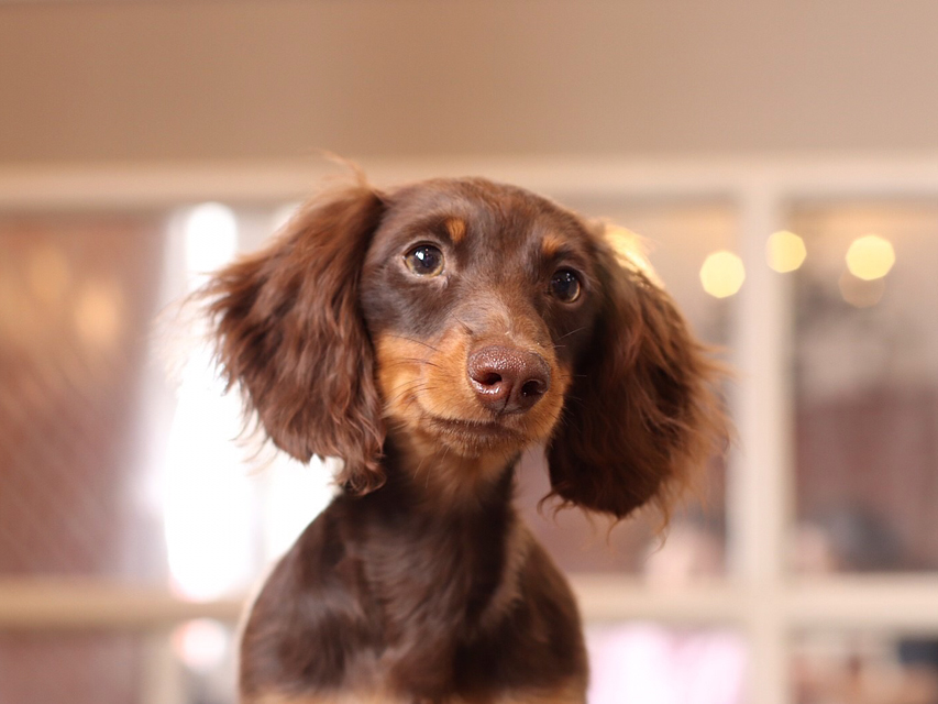 カニンヘンダックスフンド ベベ & ジャックの子犬 チョコタン 男の子（1）