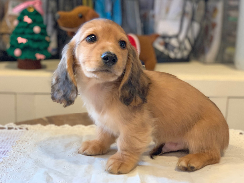 わかば & 竹千代の子犬 レッド 男の子