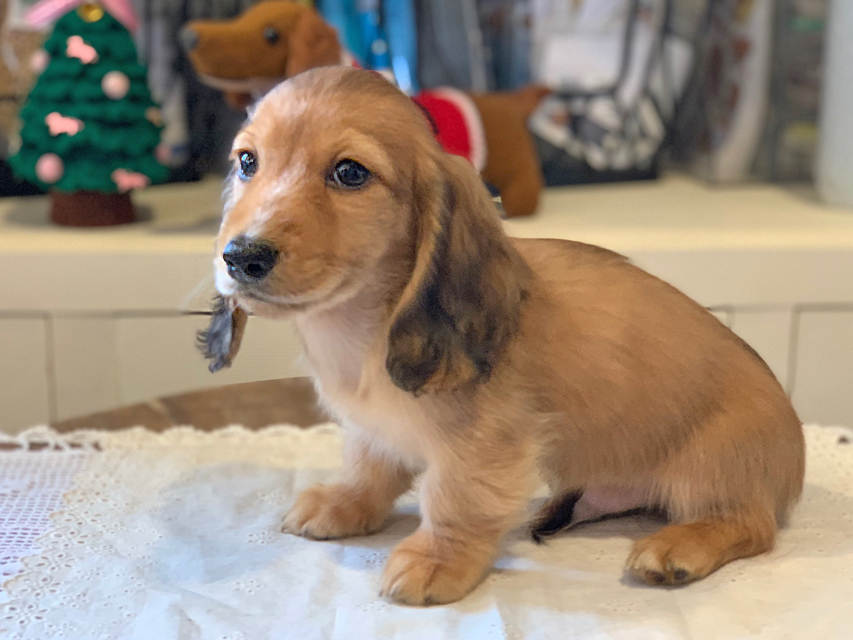 わかば & 竹千代の子犬 レッド 男の子
