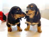 dachshund07 dachshund07