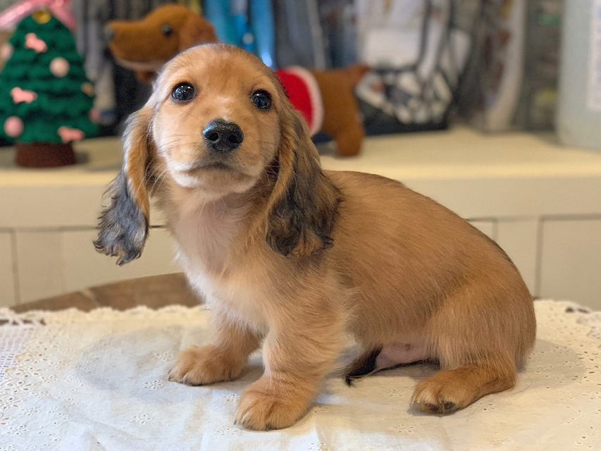 わかば & 竹千代の子犬 レッド 男の子