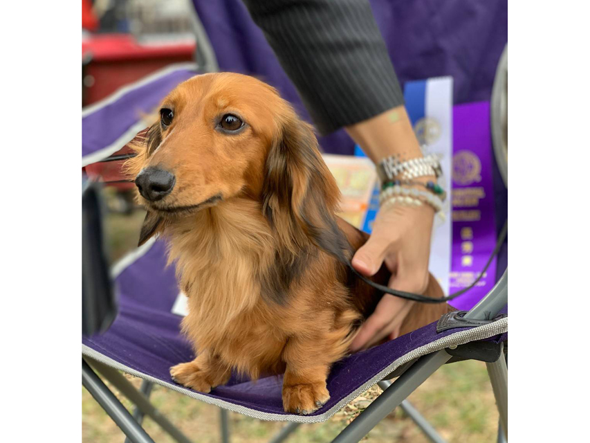 【ドッグショー】プッチちゃん JKCチャンピオン完成dachshund07 【ドッグショー】プッチちゃん JKCチャンピオン完成