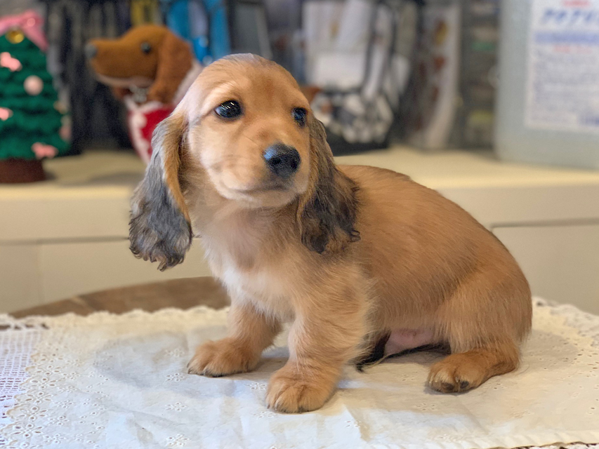 わかば & 竹千代の子犬 レッド 男の子