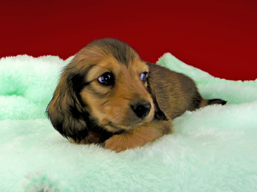 カニンヘンダックスフンド チャーム & スカッシュの子犬 イエロー(クリーム) 男の子dachshund072 カニンヘンダックスフンド チャーム & スカッシュの子犬 イエロー(クリーム) 男の子