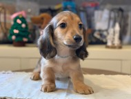 dachshund0730