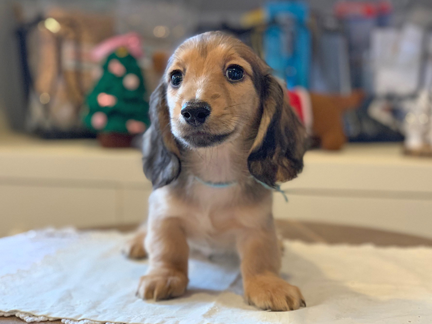 カニンヘンダックスフンド わかば & 竹千代の子犬 レディッシュイエロー 男の子（2）