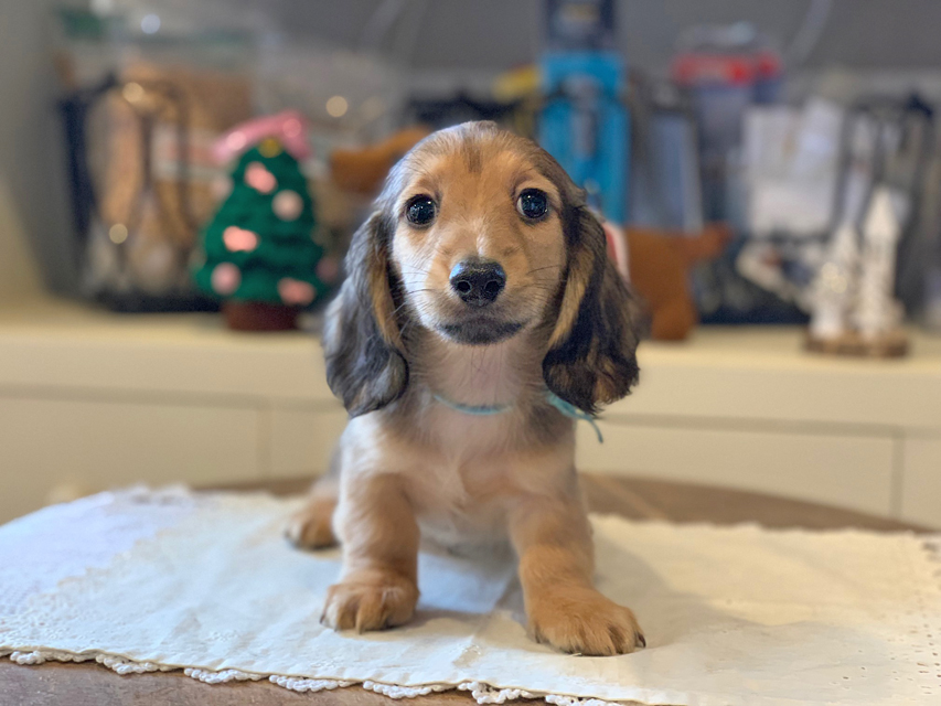 カニンヘンダックスフンド わかば & 竹千代の子犬 レディッシュイエロー 男の子（2）