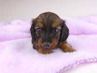 dachshund074