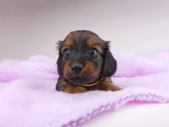 dachshund075 dachshund075