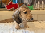 dachshund0751